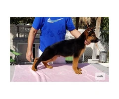 Female & Male German shepherd puppies searching for a great family - 3