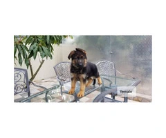 Female & Male German shepherd puppies searching for a great family - 4
