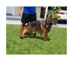 Female & Male German shepherd puppies searching for a great family - 5