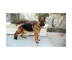 Female & Male German shepherd puppies searching for a great family - 6
