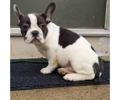 Females and males French bulldog puppies