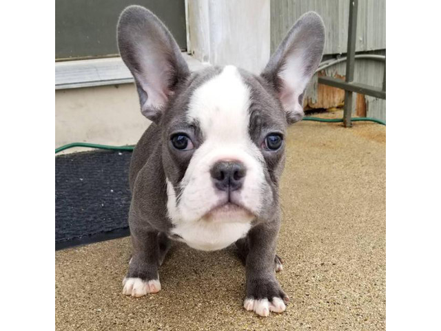 Females and males French bulldog puppies in Chicago