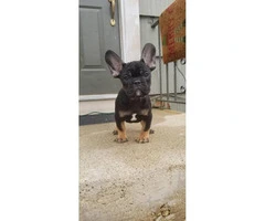 Females and males French bulldog puppies - 3