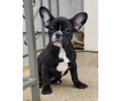 Females and males French bulldog puppies - 4
