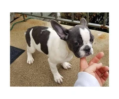 Females and males French bulldog puppies - 5