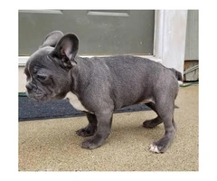 Females and males French bulldog puppies - 6