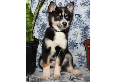 1 girls, 2 boys Pomsky Pups (Pomeranian/husky)