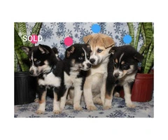 1 girls, 2 boys Pomsky Pups (Pomeranian/husky) - 2