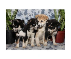 1 girls, 2 boys Pomsky Pups (Pomeranian/husky) - 4