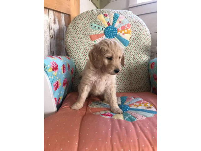 17 Top Pictures Irish Doodle Puppies For Sale Near Me / Mini golden doodles & Retriever puppies for sale near me ...