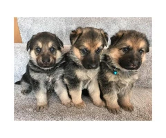 Adorable Smart & Healthy German Shepherd Puppies - 2