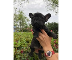 French bulldog puppies as pets only and not for breeding - 3