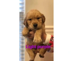 10 golden retriever puppies searching for their forever homes - 1