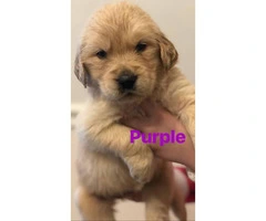 10 golden retriever puppies searching for their forever homes - 2