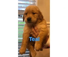 10 golden retriever puppies searching for their forever homes - 3
