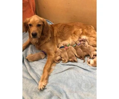 10 golden retriever puppies searching for their forever homes - 11