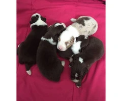 Beautiful and healthy litter of 8 chubby Australian Shepherd Puppies
