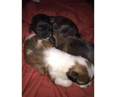 Shorkie puppies for $500 firm - 4