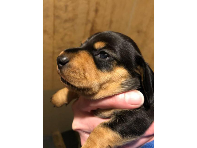 lovely Black and Tan AKC Mini Dachshund puppies in Houston ...