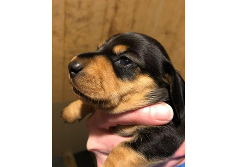 lovely Black and Tan AKC Mini Dachshund puppies