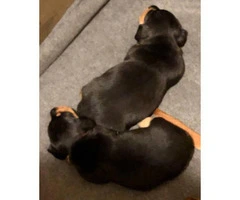 lovely Black and Tan AKC Mini Dachshund puppies - 2
