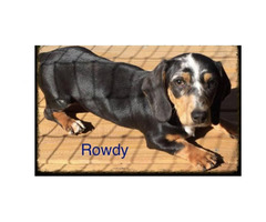 32 Top Images Dachshund Puppies Houston Texas : Muddy River Dachshunds Houston San Antonio area (With ...