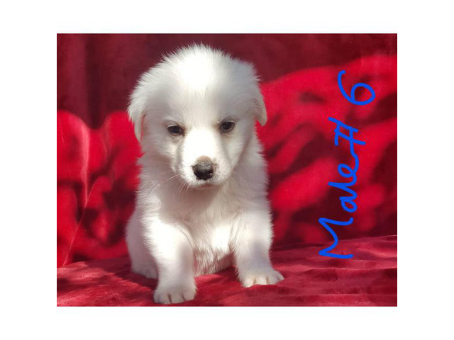 Pyrenees Husky Mix Puppies in Austin, Texas Puppies for Sale Near Me