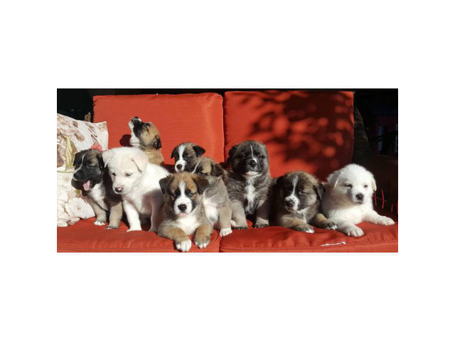 Pyrenees Husky Mix Puppies in Austin, Texas - Puppies for Sale Near Me