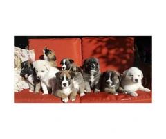 Pyrenees Husky Mix Puppies - 3