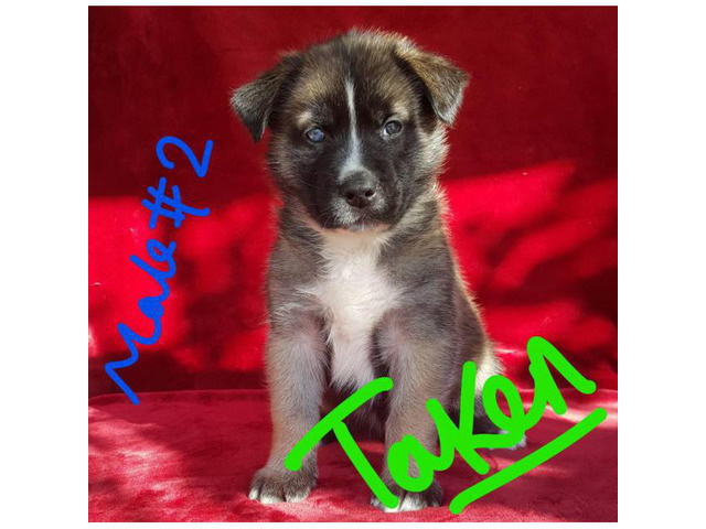 Pyrenees Husky Mix Puppies in Austin, Texas Puppies for Sale Near Me