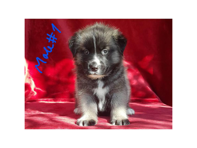 Husky Pyrenees Mix Puppies For Sale