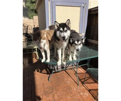 6 husky puppies for adoption - 3