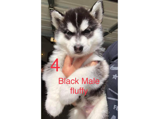 6 husky puppies for adoption in Irvine, California