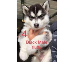 6 husky puppies for adoption - 6