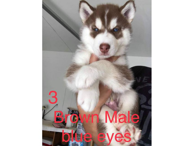 6 husky puppies for adoption in Irvine, California ...