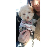 12 week old cream and light apricot female pure bred toy poodle