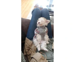 12 week old cream and light apricot female pure bred toy poodle - 2