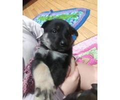 2 german shepherd puppies out of a litter of 5 - 1