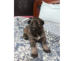 2 german shepherd puppies out of a litter of 5 - 4
