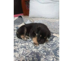 2 german shepherd puppies out of a litter of 5 - 6