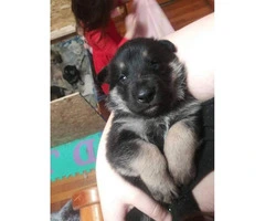 2 german shepherd puppies out of a litter of 5 - 7