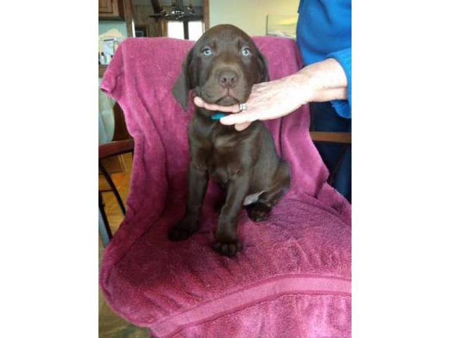 Ckc Black And Chocolate Full Blooded Lab Puppies in Columbia, South