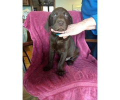 Ckc Black And Chocolate Full Blooded Lab Puppies - 1