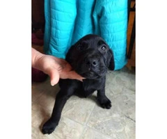 Ckc Black And Chocolate Full Blooded Lab Puppies - 2
