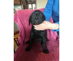 Ckc Black And Chocolate Full Blooded Lab Puppies - 3