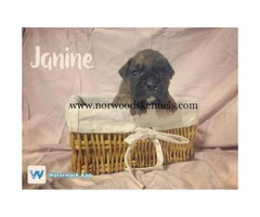 AKC Boxer Puppies Limited registration only - 4