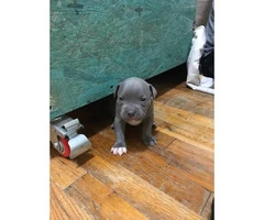 6 american bully puppies available