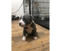 6 american bully puppies available - 2