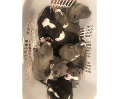 6 american bully puppies available - 3