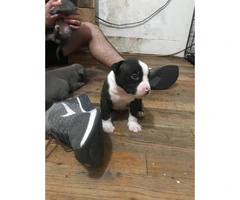 6 american bully puppies available - 4